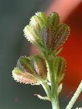 Boerhavia diffusa